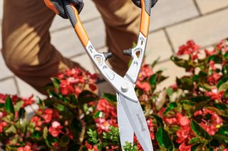 A person using garden shears to trim a bush with red flowers.