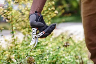 Une personne utilise un sécateur pour tailler une plante dans un jardin.