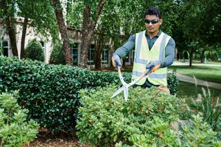 A person using hedge shears to trim bushes in a park setting.
