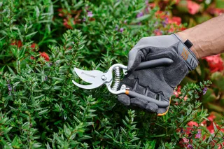 Une personne tenant une paire de sécateurs, taillant le feuillage vert dans un jardin.