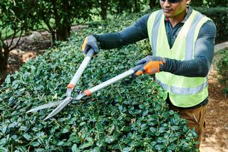 A person trimming a hedge with gardening shears in a park setting.