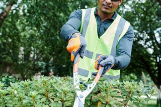 A person trimming a hedge with garden shears in a park setting.