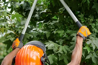 Personne qui utilise un sécateur à long manche pour tailler les branches d’un arbre.