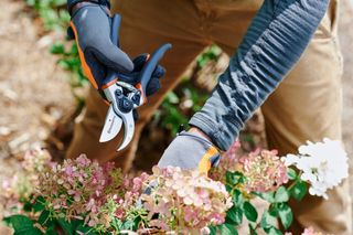 A person using pruning shears to trim pink and white flowers in a garden.