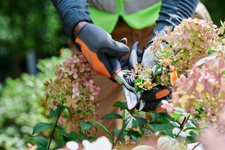 A person using pruning shears to trim hydrangea flowers in a garden.