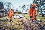 Deux travailleurs en tenue de travail coupent un arbre tombé avec des tronçonneuses dans un parc.