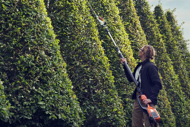 A person using a pole hedge trimmer to shape tall conical hedges in a garden.
