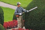 A person trimming a large hedge in a garden using a hedge trimmer.