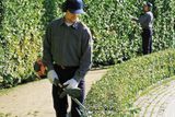 Two people trimming hedges in a garden using hedge trimmers.