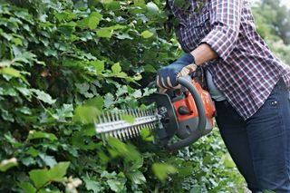 A person using a hedge trimmer to trim a dense hedge in a garden.