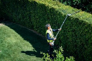 A person using a hedge trimmer to trim tall hedges in a garden.