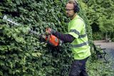 A person using a hedge trimmer to trim a dense hedge in a garden setting.