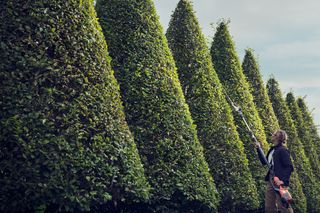 A person using a long-handled hedge trimmer to shape tall conical hedges in a garden.