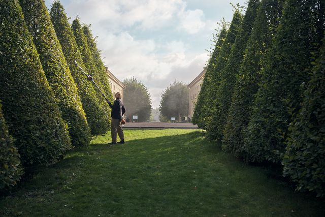 A person trimming tall hedges in a landscaped garden using a long-handled hedge trimmer.