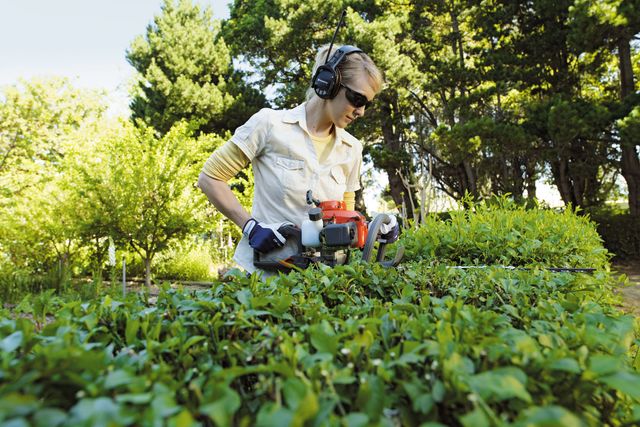 A person trimming a hedge in a garden using a hedge trimmer.