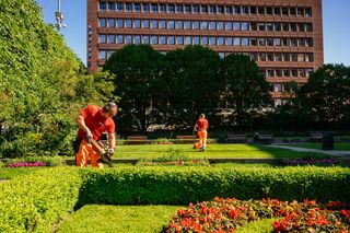 To arbeidere som trimmer hekker i en bypark med en stor bygning i bakgrunnen.