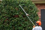 A person using a hedge trimmer to trim tall bushes next to a brick house.