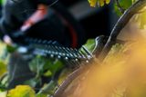 Close-up of a person using a hedge trimmer on a leafy branch.