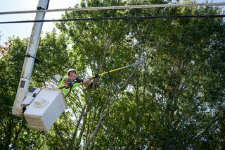 A worker in a bucket lift trimming tree branches with a pole saw.
