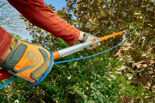 A person using a pole saw to trim tree branches in a garden.