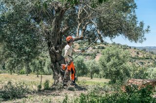 Osoba koja koristi polnu testeru za obrezivanje grana masline u ruralnom pejzažu.