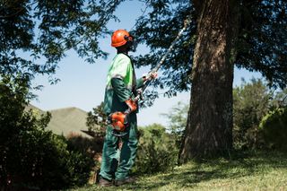 Una persona que usa una sierra de barra para cortar las ramas de un árbol alto en un jardín.