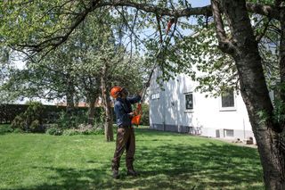 En person, der bruger en stangsav til at trimme grene i en villahave.