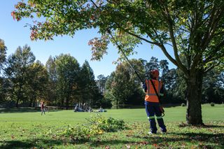 A person in work gear using a pole saw to trim branches in a park setting.