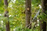 Une tronçonneuse coupant un tronc d’arbre dans un cadre forestier.