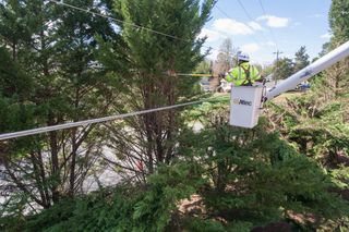 A worker in a lift bucket trimming tree branches near power lines.