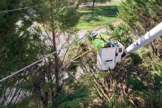 A worker in a lift bucket trimming tree branches near power lines.