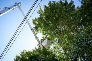 A worker in a lift bucket trimming tree branches near power lines.