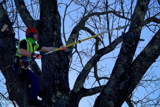 A person using a pole saw to trim branches while climbing a tree.