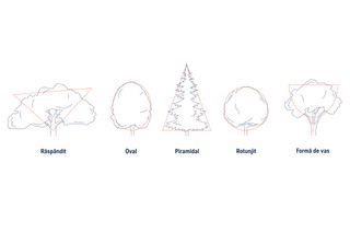 Ilustrație care arată diferite forme de copaci: întins, oval, piramidal, rotunjit și în formă de vază.