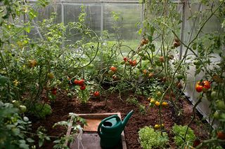 A greenhouse filled with tomato plants and a watering can on the soil.