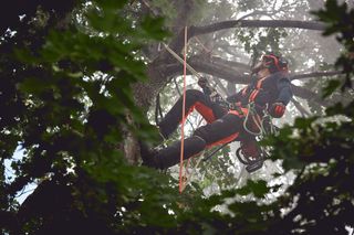 A person climbing a tree using ropes and harness, surrounded by dense foliage.