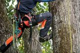 A person climbing a tree using ropes and wearing specialized climbing gear.