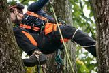 A person in work gear climbing a tree using ropes and harnesses.