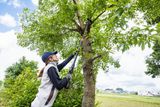 庭の環境でポールソーを使って木の枝を切り取る人。