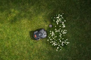 Robotic lawn mower operating on a grassy lawn beside a patch of white flowers.