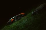Robotic lawn mower operating on a grassy slope at night.