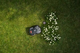 Robotic lawn mower operating on a grassy lawn with a patch of white flowers.