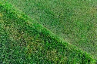 Top-down view of a lawn with a diagonal boundary between shorter and taller grass areas.