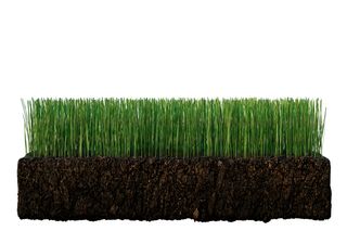 Side view of a cross-section of grass with soil, showing the root structure.