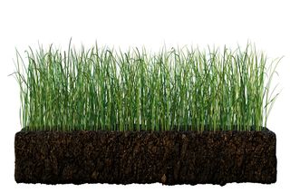 A cross-section of soil with grass growing on top, showcasing root development.