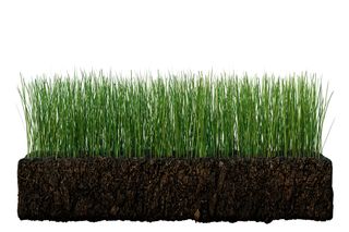 Side view of a section of grass with soil underneath.