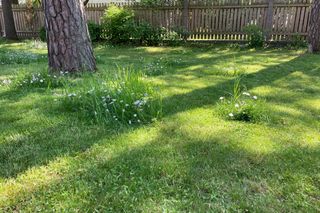 Mierīgs dārzs ar sulīgu zāli, margrietiņām un koka žogu fonā.