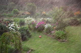 Ein Garten mit bunten Blumen und Sträuchern während eines Regenschauers.