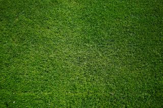 Pelouse dense avec de l’herbe coupée uniformément.