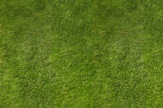 Close-up view of lush green grass.